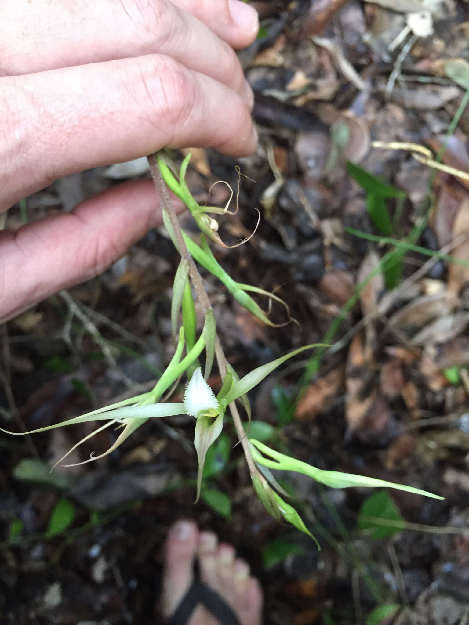 Image of Long-claw orchids