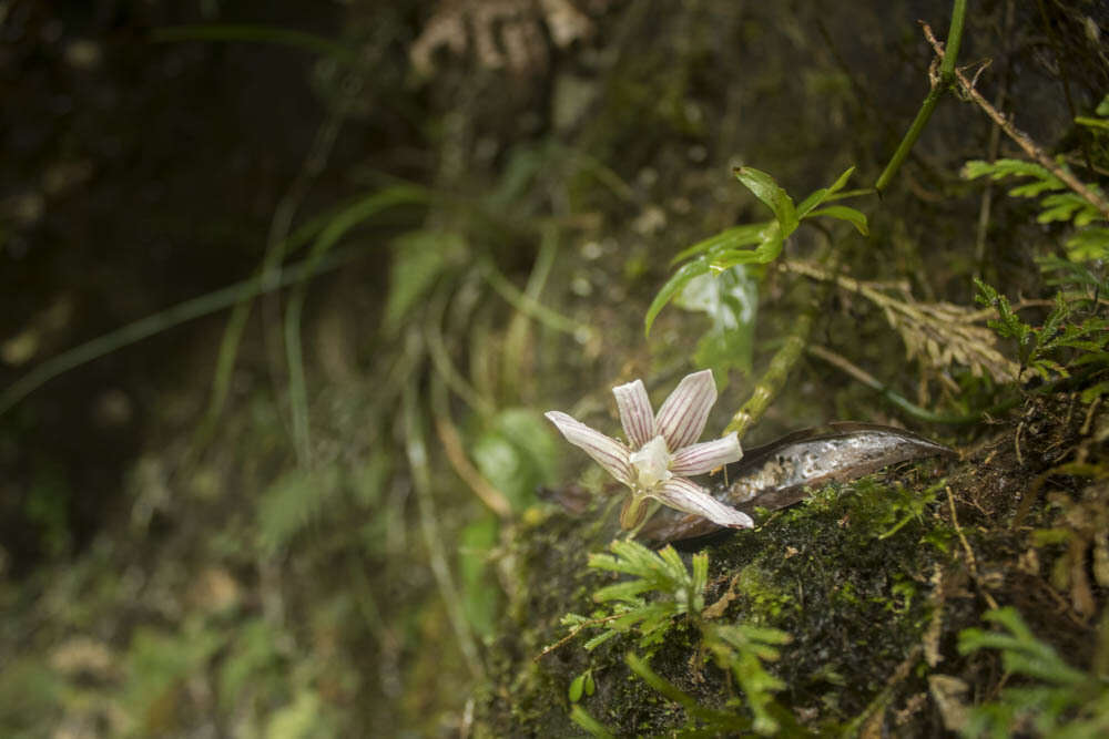 Image of Chameleon Dendrobium