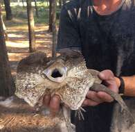 Image of Frilled Lizard