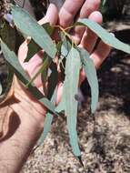 Image of Eucalyptus laeliae Podger & Chippendale