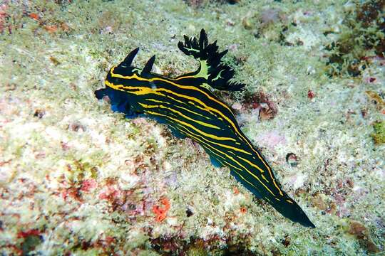 Image of Tyrannodoris Willan & Y.-W. Chang 2017