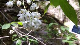 Image of Staphylea pringlei S. Wats.