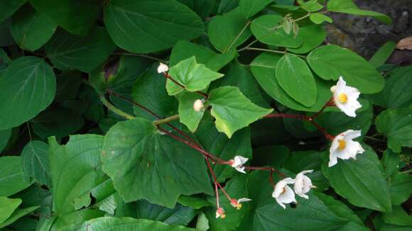 Image of Begonia ornithocarpa Standl.