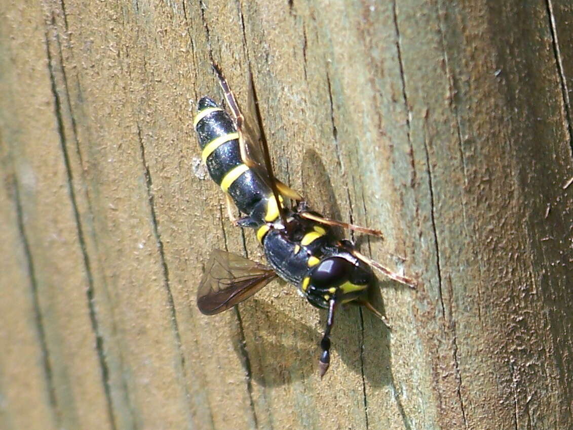 Image of Ceriana conopsoides (Linnaeus 1758)