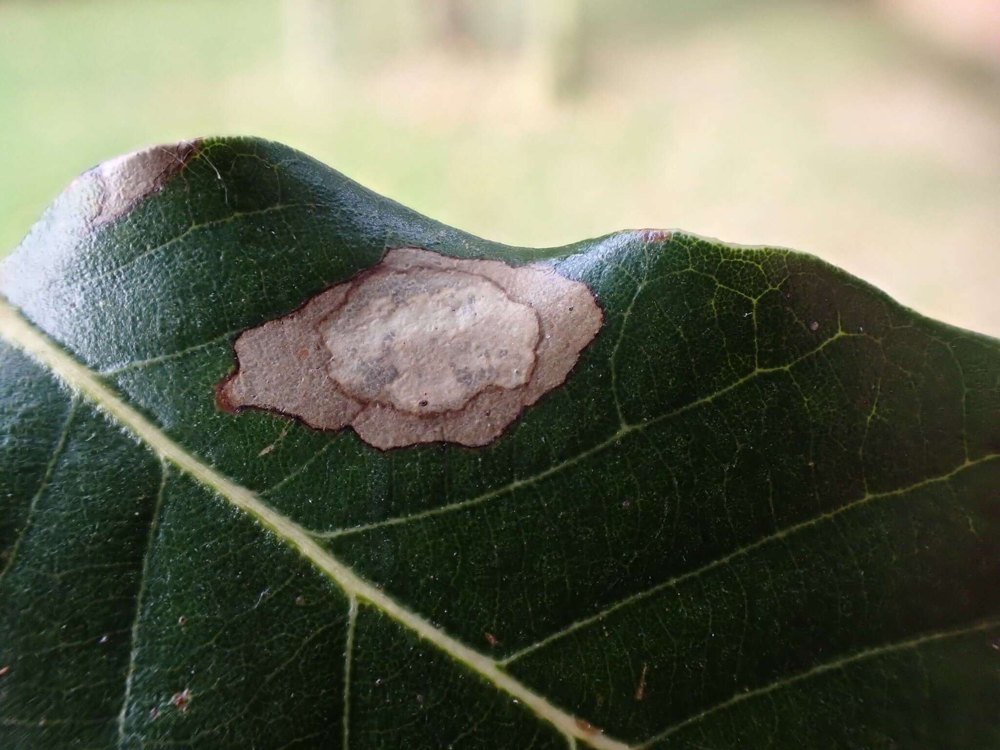 Phyllonorycter messaniella (Zeller 1846)的圖片