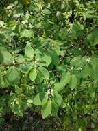 Image of dwarf honeysuckle