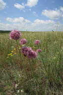 Image of Allium lineare L.