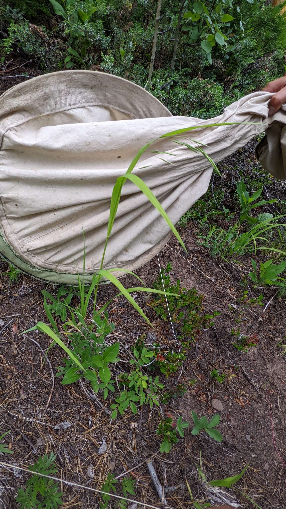 Plancia ëd Bromus porteri (Coult.) Nash