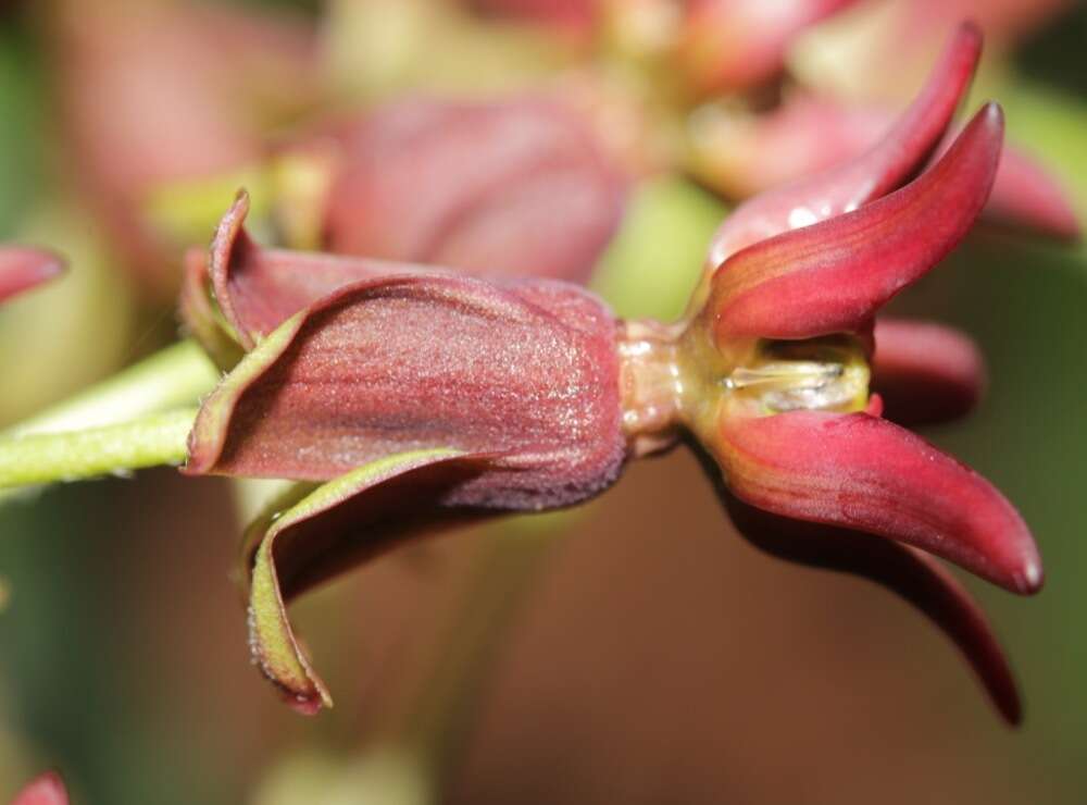 Image of mahogany milkweed