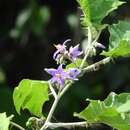 Sivun Solanum tricuspidatum Rich. ex Dun. kuva