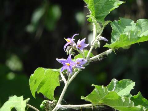 Sivun Solanum tricuspidatum Rich. ex Dun. kuva