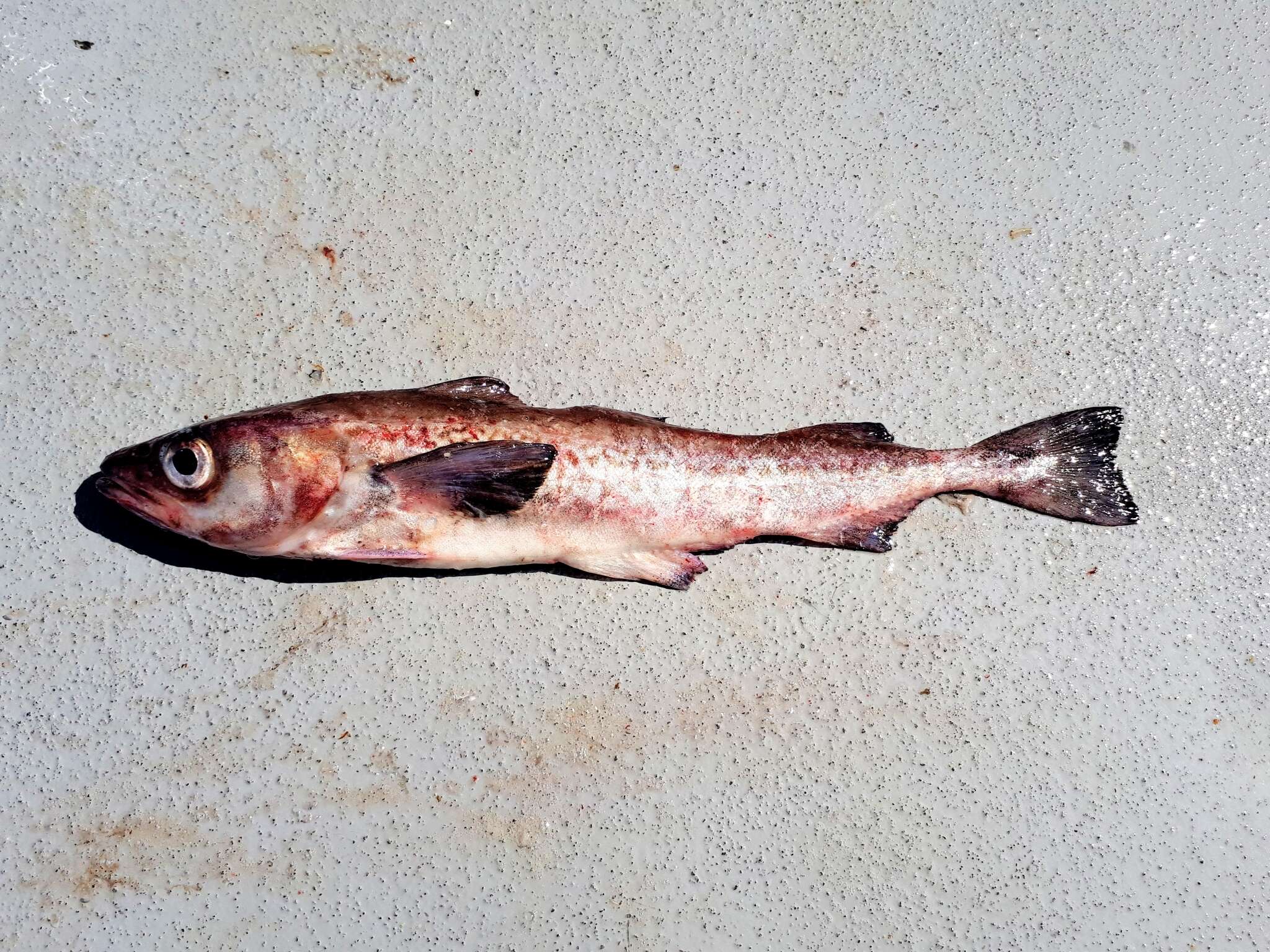 Image of Alaska pollock