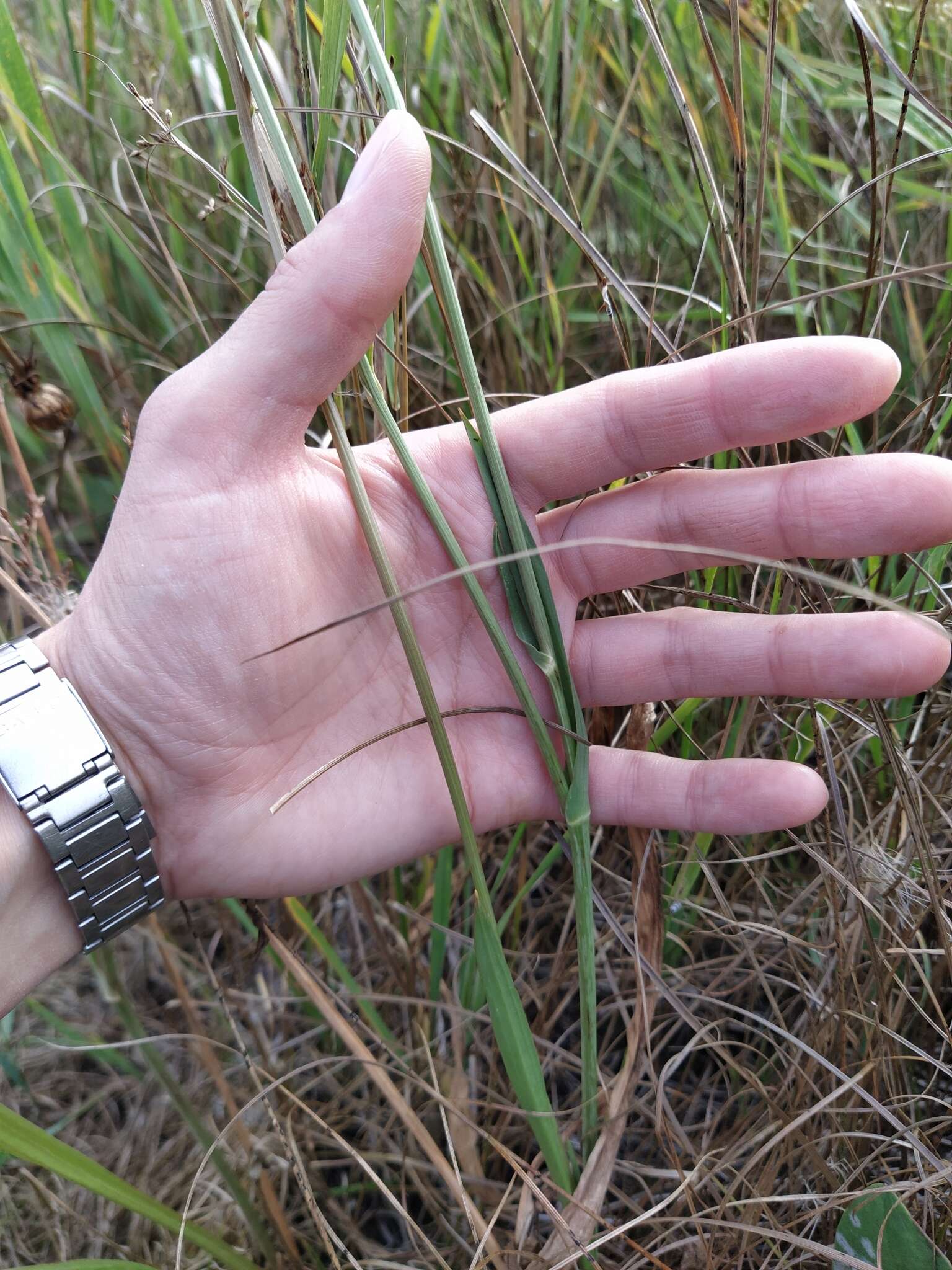 Image of Scorzonera parviflora Jacq.