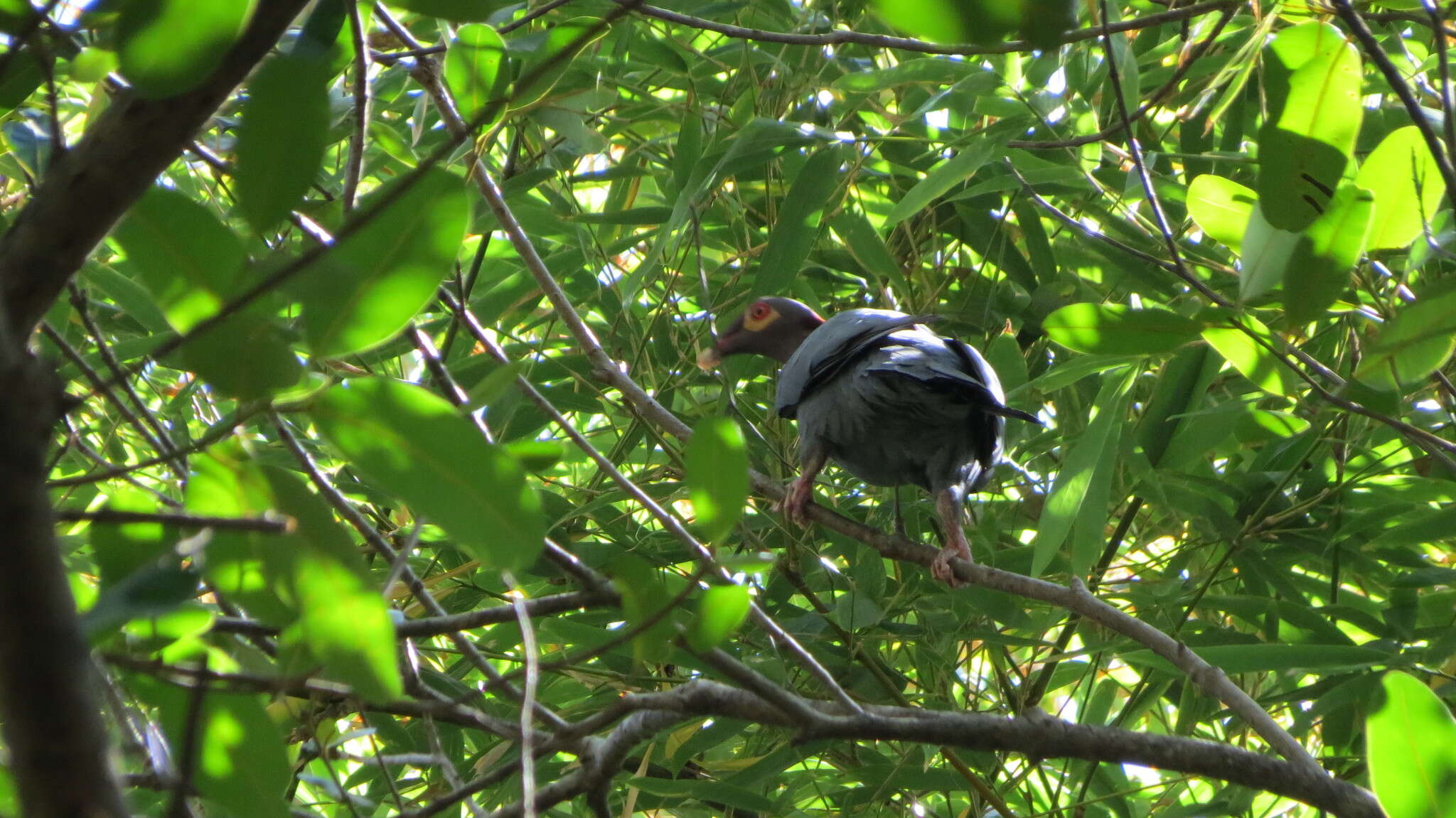 Image of Scaly-naped Pigeon