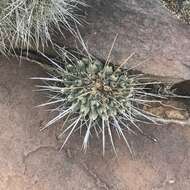 Image of Thelocactus rinconensis (Poselger) Britton & Rose