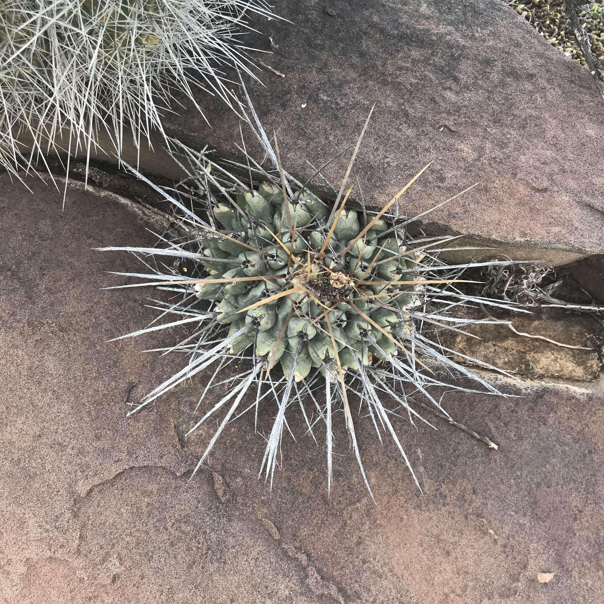 Image of Thelocactus rinconensis (Poselger) Britton & Rose