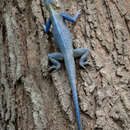 Image of Agama mucosoensis Hellmich 1957