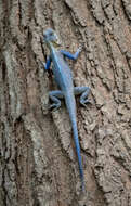 Agama mucosoensis Hellmich 1957 resmi