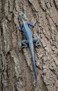 Agama mucosoensis Hellmich 1957 resmi