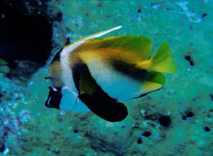 Image of Bannerfish