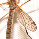 Image of Tipula (Yamatotipula) aprilina Alexander 1918