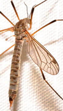 Image of Tipula (Yamatotipula) aprilina Alexander 1918