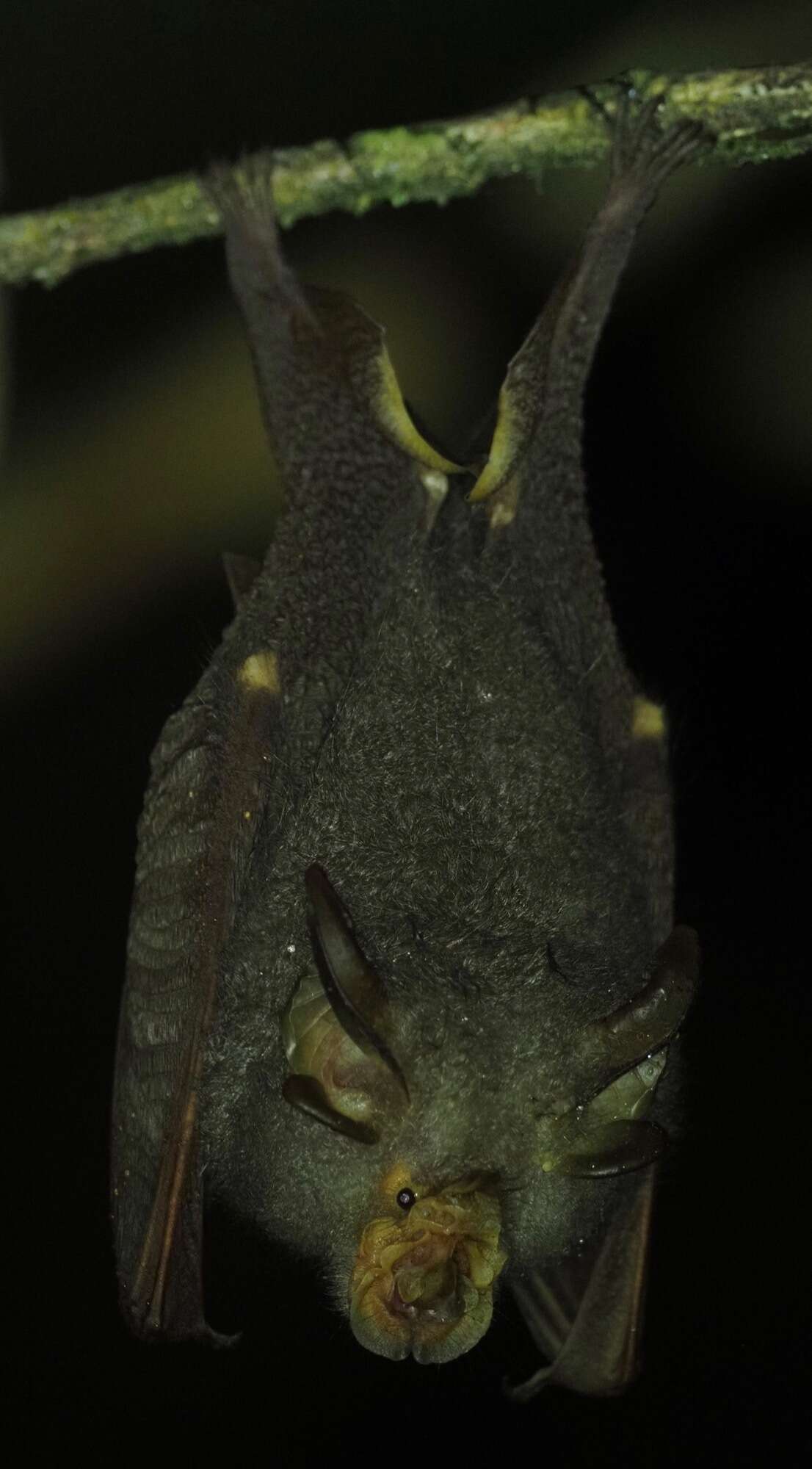 Image of Trefoil Horseshoe Bat