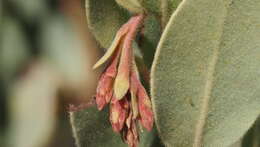 Image of Adams' manzanita