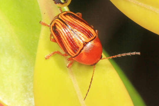 Image of Cryptocephalus obsoletus Germar 1824