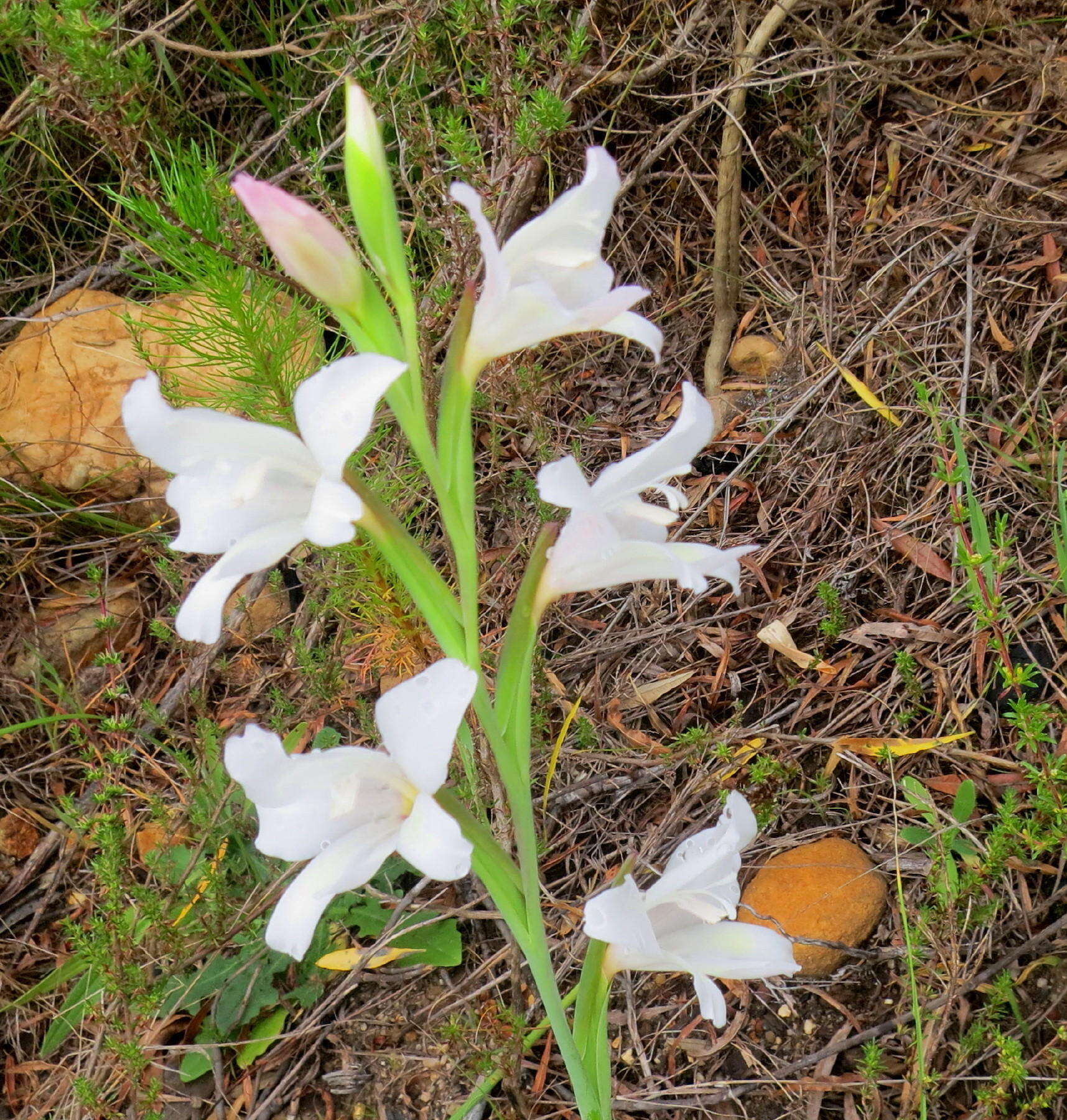 Image of Gladiolus carneus D. Delaroche