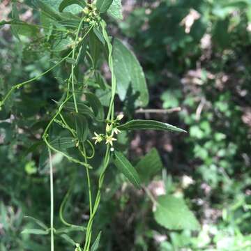 Image of MacCart's swallow-wort