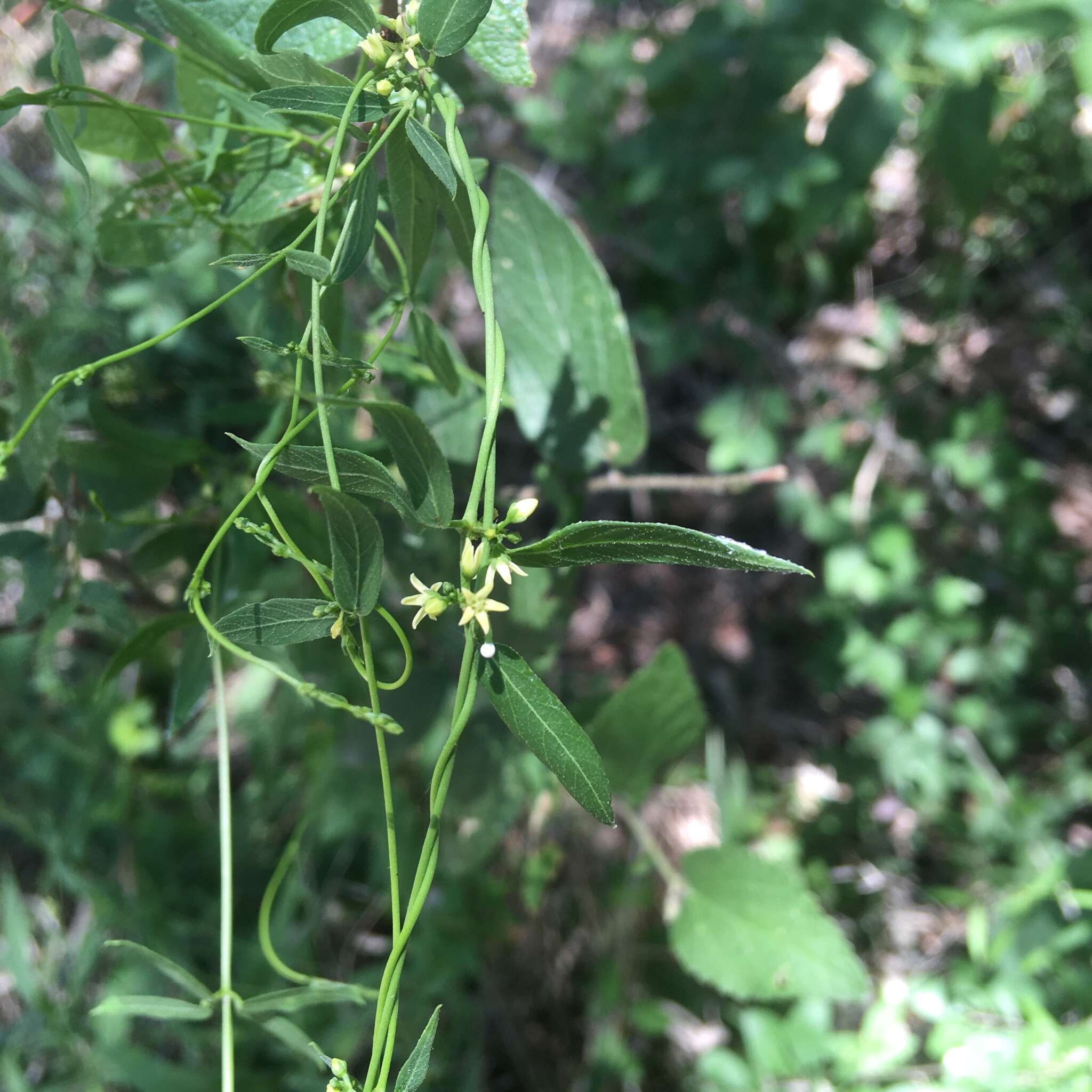 Cynanchum maccartii Shinners的圖片