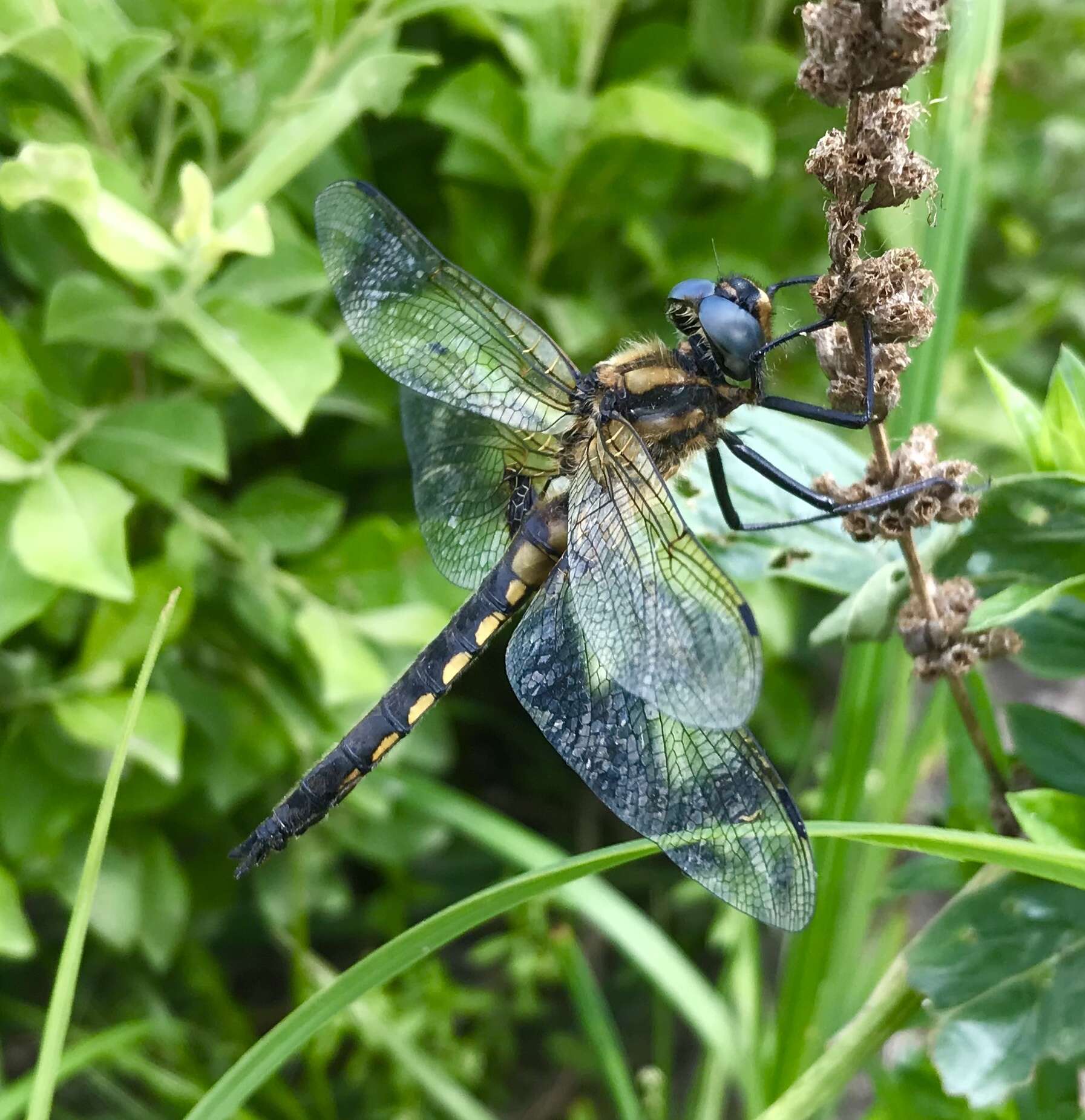 Image of eurasian baskettail