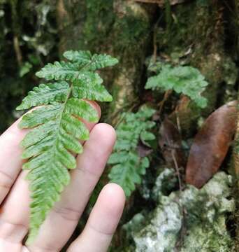 Image of creeping maiden fern