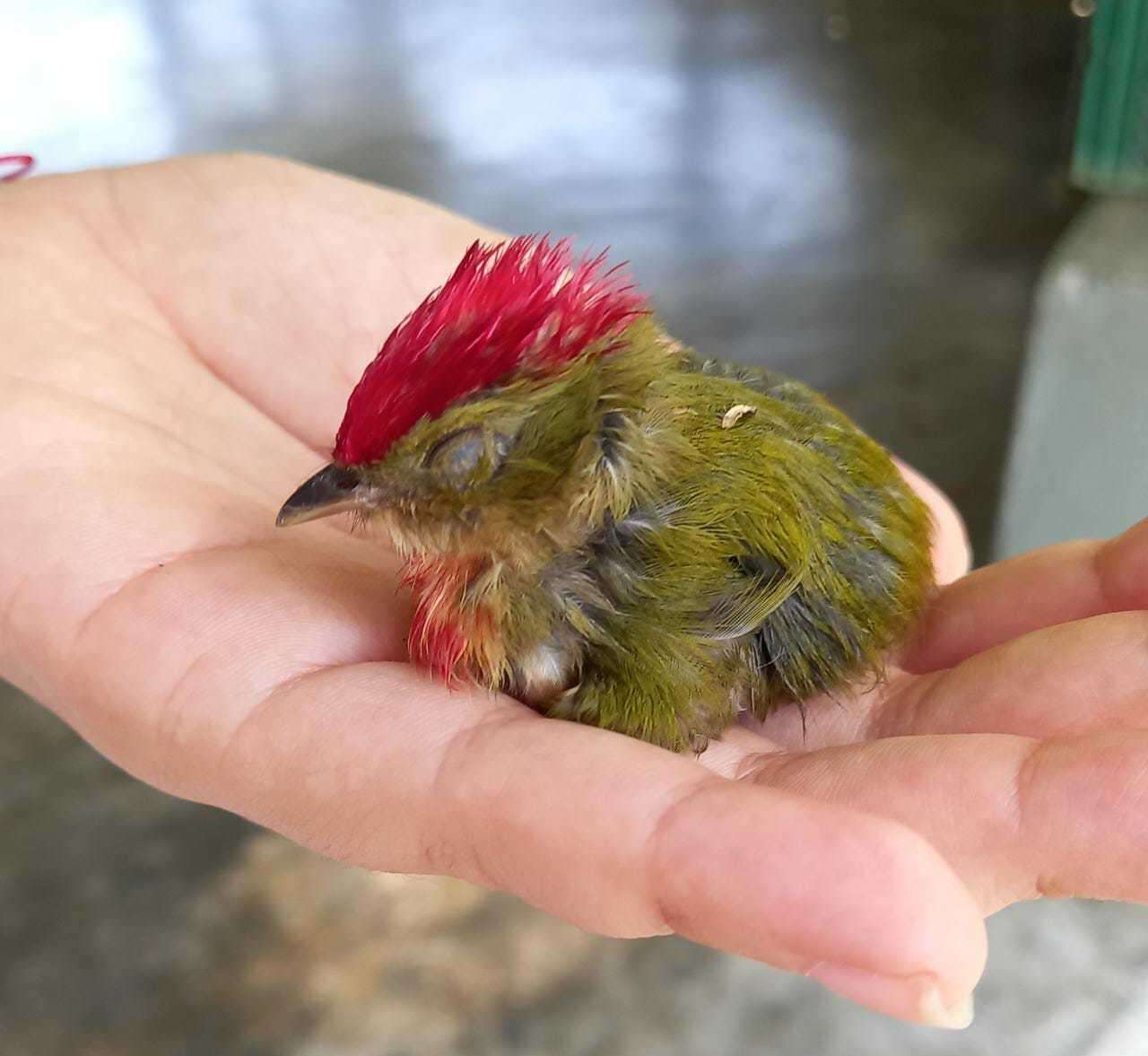 Image of Striolated Manakin