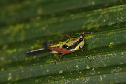 Image of Scaria fasciata Hancock & J. L. 1907