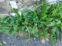 Image of Italian hawksbeard