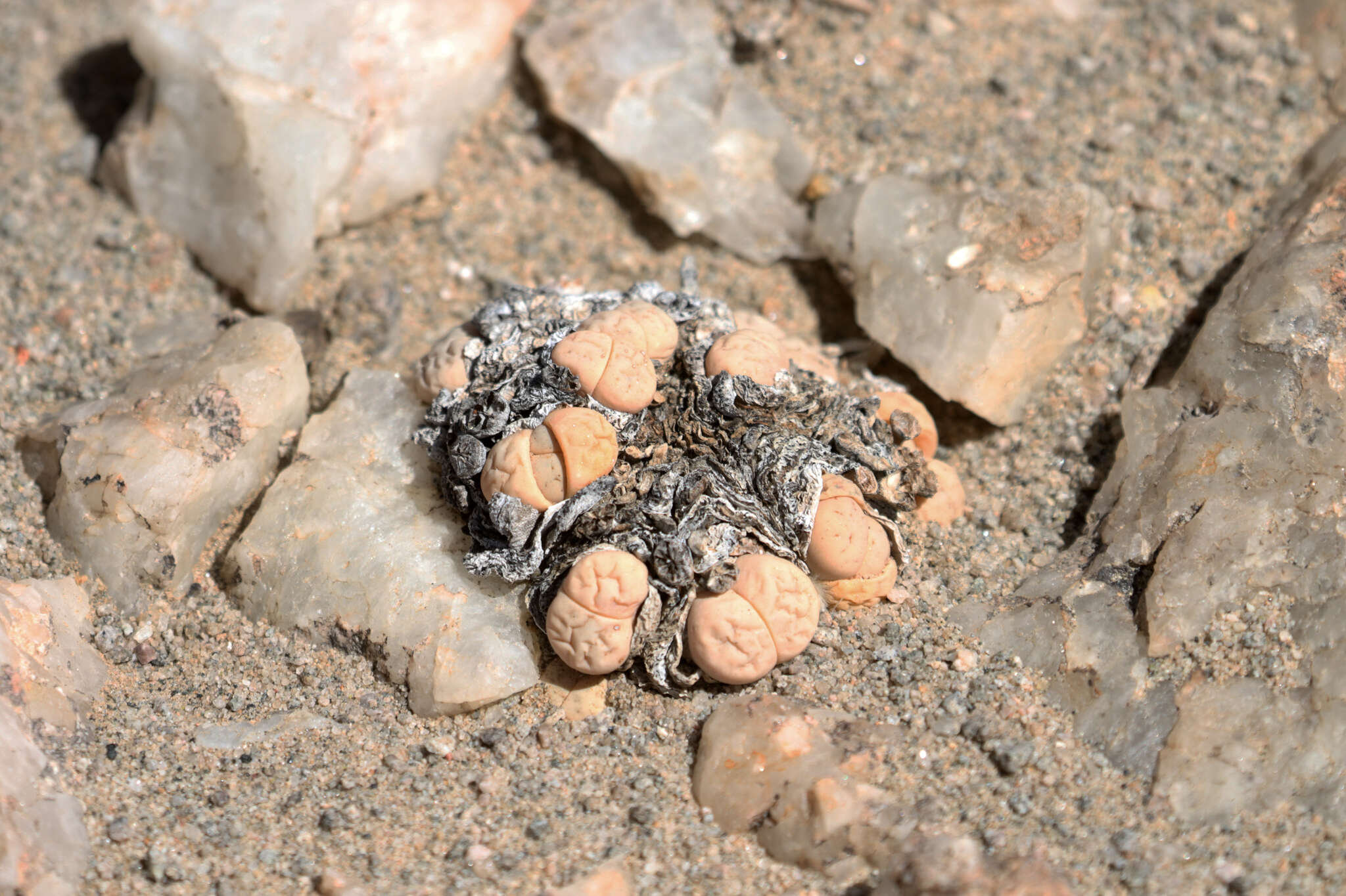 Imagem de Lithops ruschiorum (Dinter & Schwant.) N. E. Br.