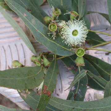 Image of Eucalyptus tetrodonta F. Müll.