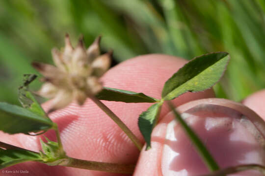 Imagem de Trifolium depauperatum var. diversifolium (Nutt.) McDermott