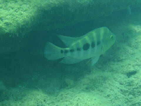 Plancia ëd Amphilophus flaveolus Stauffer, McCrary & Black 2008