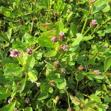 Image of Phyla nodiflora var. nodiflora