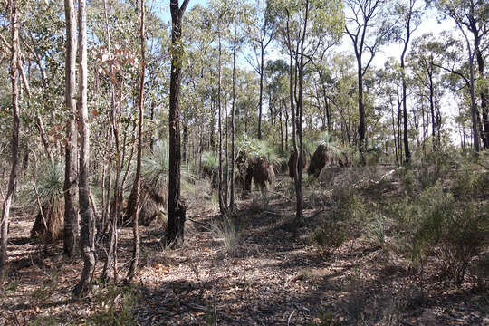 Image of Xanthorrhoea glauca subsp. angustifolia D. J. Bedford