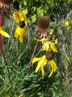 صورة Ratibida pinnata (Vent.) Barnh.