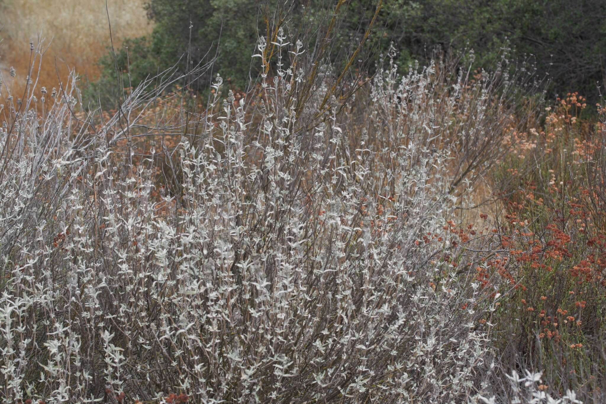 Image de Salvia leucophylla Greene