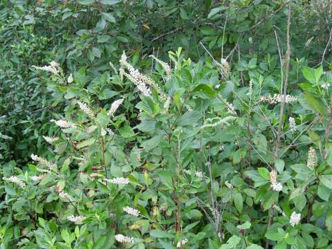 Imagem de Clethra alnifolia L.