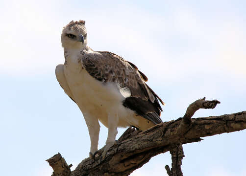 Image of Polemaetus Heine 1890