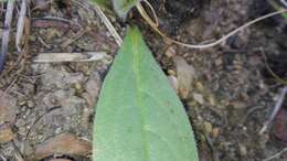 Image of Cynoglossum hispidum Thunb.