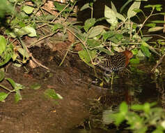 Imagem de Sarothrura elegans (Smith & A 1839)