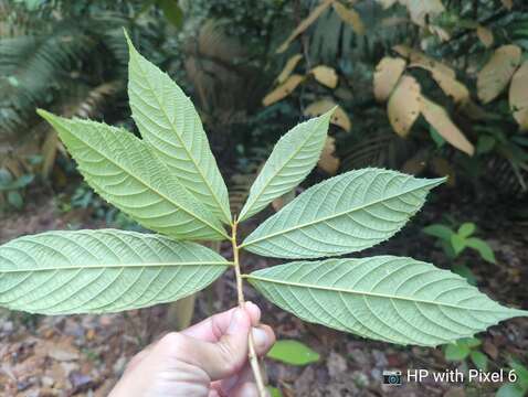 Image of Rinorea anguifera (Lour.) Kuntze